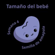 Baby size:a Poppy seed