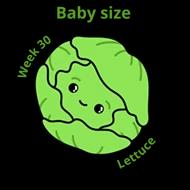 Baby size at 30 weeks lettuce