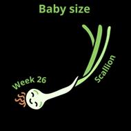 Baby size at 26 weeks scallion