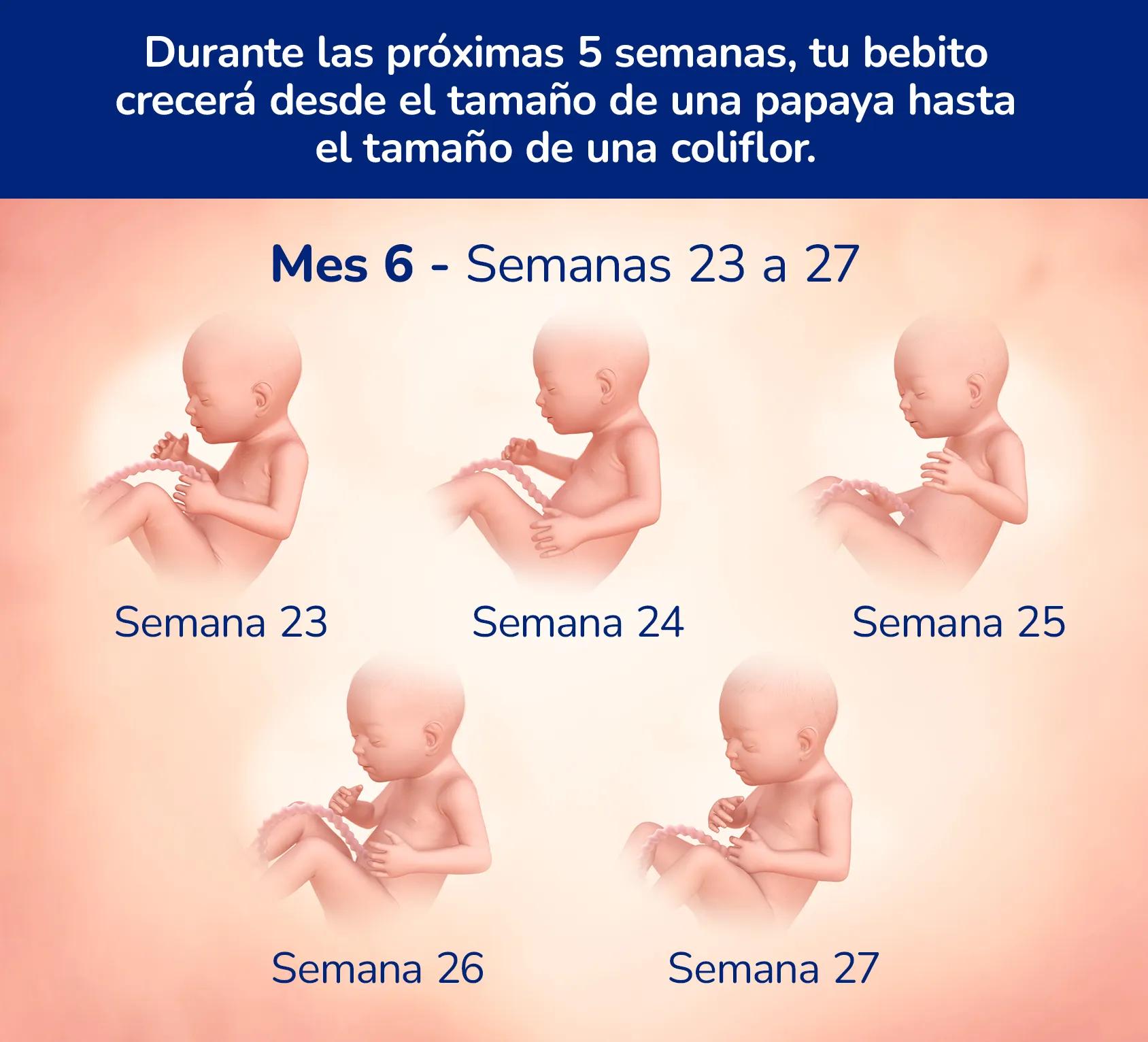Mes 6 semanas 23-27: Durante las próximas 5 semanas, su bebé crecerá desde el tamaño de una papaya hasta el tamaño de una coliflor.