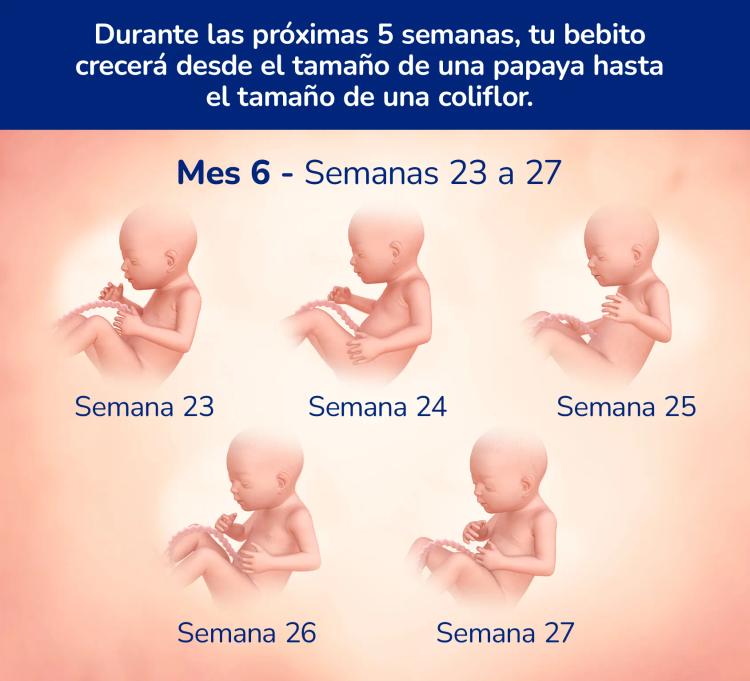 Mes 6 semanas 23-27: Durante las próximas 5 semanas, su bebé crecerá desde el tamaño de una papaya hasta el tamaño de una coliflor.