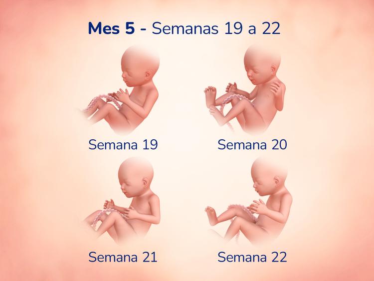 Durante las próximas 4 semanas, tu bebito crecerá desde el tamaño de un mango hasta el tamaño de una calabaza espagueti.