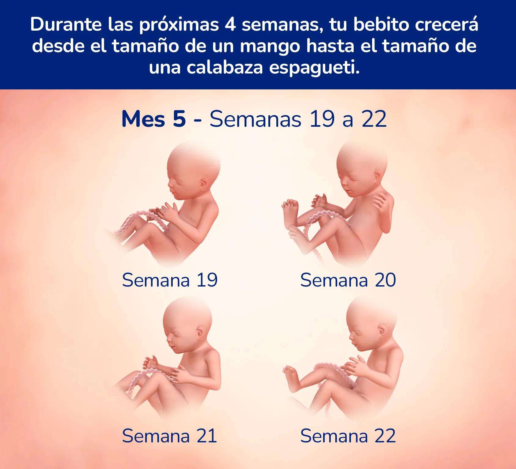 Infografía que muestra las semanas 19 a 22 del embarazo. Durante las próximas 4 semanas, tu bebé crecerá del tamaño de un mango al de una calabaza espagueti