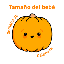 Calabaza del tamaño de un bebé a las 38 semanas