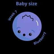 Baby size at 7 weeks blueberry