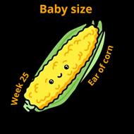 Baby size at 25 weeks ear of corn