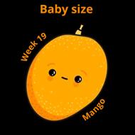 Baby size at 19 weeks mango
