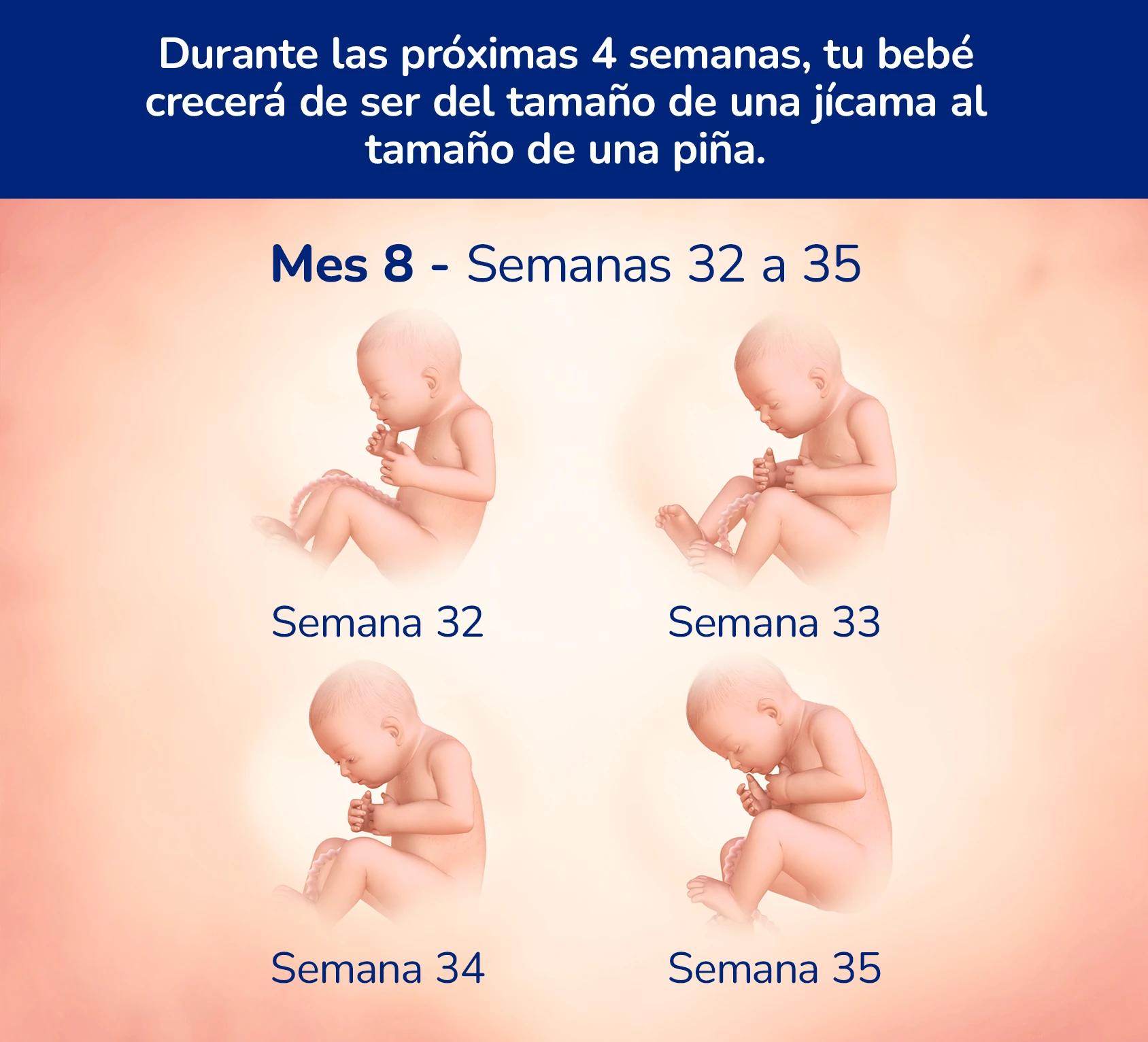 Durante las próximas 4 semanas, tu bebé crecerá de ser del tamaño de una jícama al tamaño de una piña.
