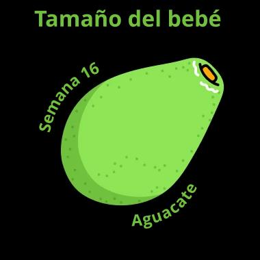Tamaño del bebé a las 16 semanas: un aguacate