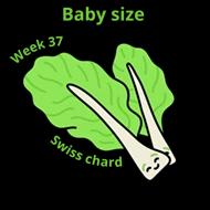 Baby size at 37 weeks swiss chard