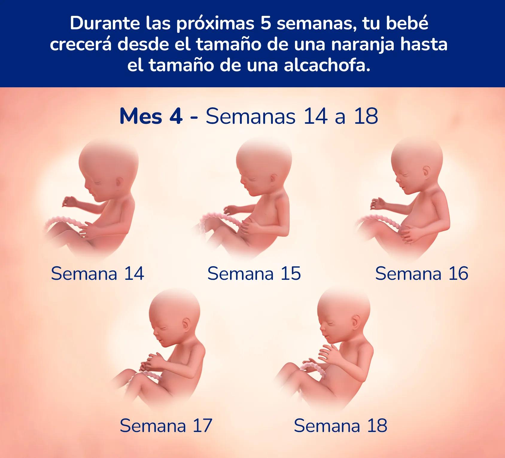 Gráfico que muestra el crecimiento del bebé desde la semana 14 hasta la 18
