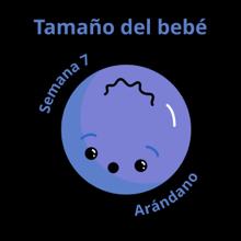 Tamaño del bebé a las 7 semanas