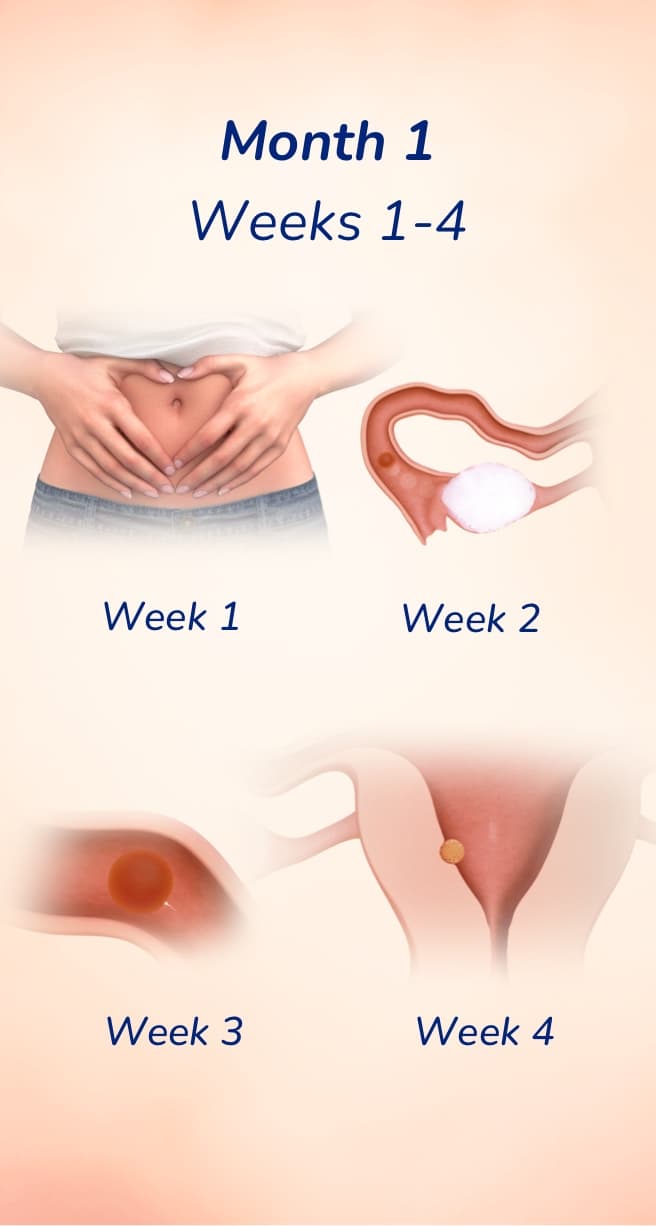 Month 1 - Weeks 1-4 of Pregnancy
