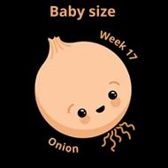 Baby size at 17 weeks onion