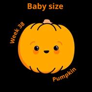Baby size at 38 weeks pumpkin