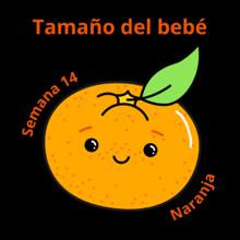 Tamaño del bebé a las 14 semanas, naranja