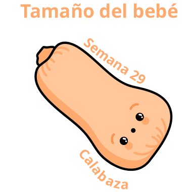 Tamaño del bebé Semana 29