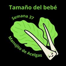 Tamaño del bebé a las 37 semanas acelga suiza