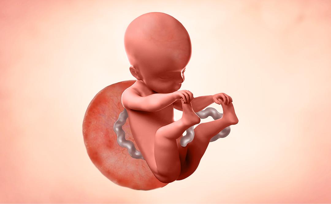 25 Semanas de Embarazo: Tamaño del Bebé, Síntomas y Consejos | Enfamil