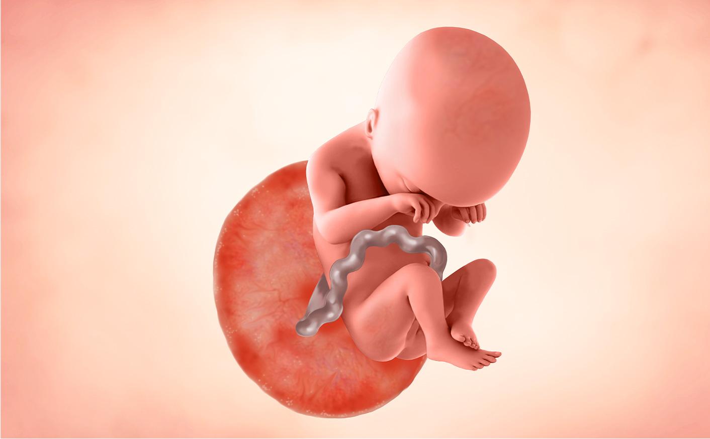 19 Semanas de Embarazo: Tamaño del Bebé, Síntomas y Consejos | Enfamil